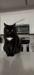 Lost Female Cat last seen Falling meadows Ln, Charlotte, NC 28273