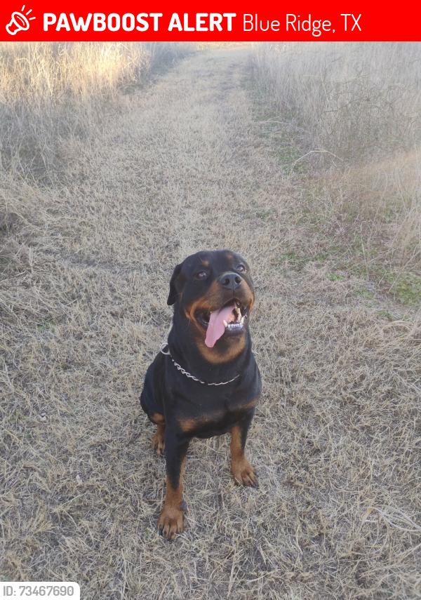Lost Male Dog last seen Blue Ridge Rv Park, Blue Ridge, TX 75424