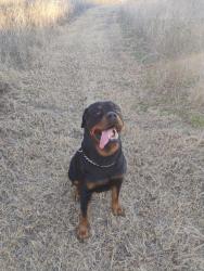 Lost Male Dog last seen Blue Ridge Rv Park, Blue Ridge, TX 75424