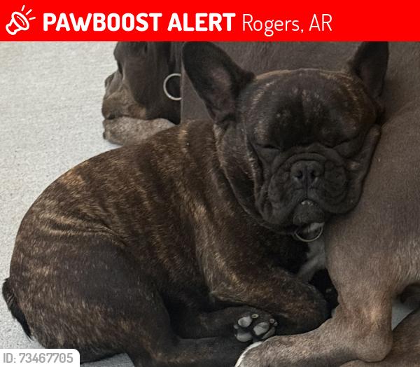 Lost Female Dog last seen Parkwood dr rogers Ar ., Rogers, AR 72756