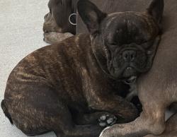 Lost Female Dog last seen Parkwood dr rogers Ar ., Rogers, AR 72756