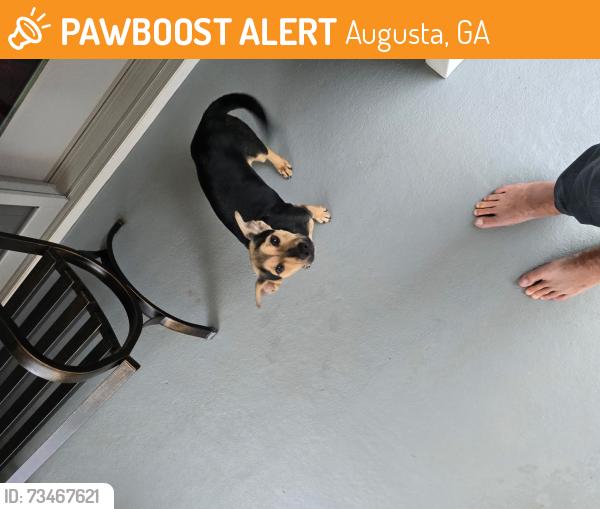 Found/Stray Female Dog last seen Barrett Crossing/ Devereux subdivisions, Augusta, GA 30909