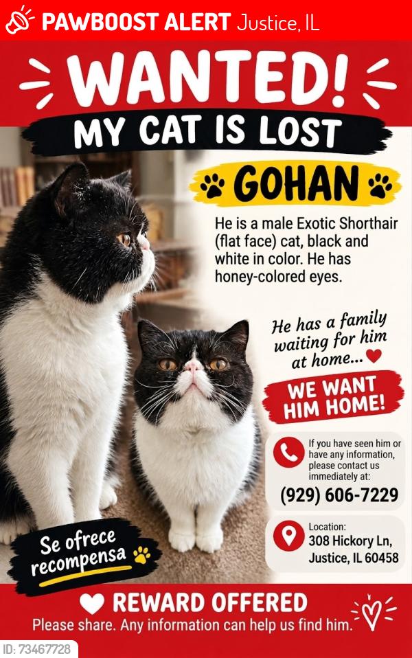 Lost Male Cat last seen cndmnium of mobile homes, Justice, IL 60458