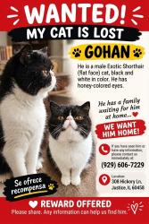 Lost Male Cat last seen cndmnium of mobile homes, Justice, IL 60458