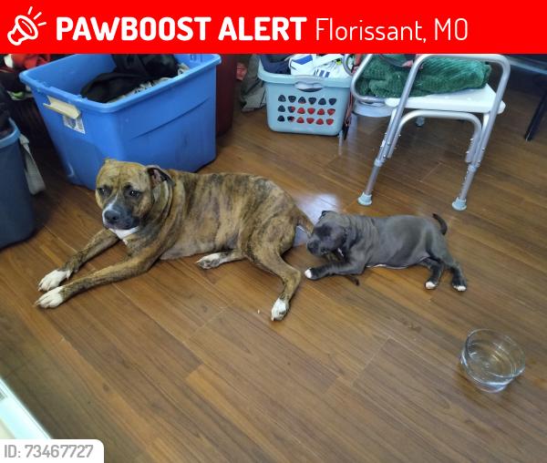 Lost Female Dog last seen North Lindbergh/HWY 67, Florissant, MO 63034