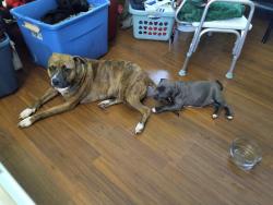 Lost Female Dog last seen North Lindbergh/HWY 67, Florissant, MO 63034