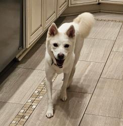 Reunited Female Dog last seen Burke station road and Main st, Fairfax, VA 22032