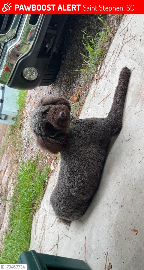 Lost Male Dog last seen Schurlknight, HWY 45, Alvin Recreation Center, Saint Stephen, SC 29479