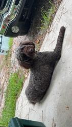 Lost Male Dog last seen Schurlknight, HWY 45, Alvin Recreation Center, Saint Stephen, SC 29479