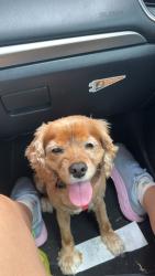 Reunited Female Dog last seen Elmwood dr, Chattanooga, TN 37411