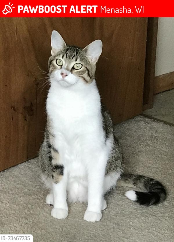 Lost Female Cat last seen Gegan elementary Menasha, wi 54952, Menasha, WI 54952