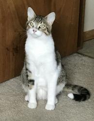 Lost Female Cat last seen Gegan elementary Menasha, wi 54952, Menasha, WI 54952