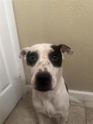 Shelter Stray Female Dog last seen TX, 7201 Levander Loop bldg a, Austin, TX 78702, USA