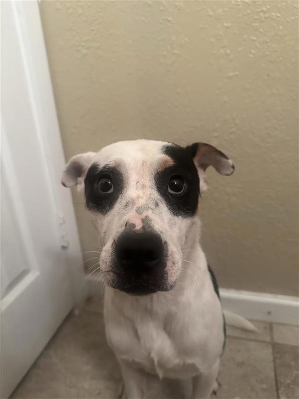 Shelter Stray Female Dog last seen TX, 7201 Levander Loop bldg a, Austin, TX 78702, USA