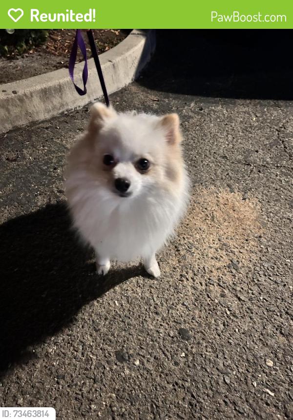Reunited Male Dog last seen Santa Fe and Melrose dr in Vista Ca, Oceanside, CA 92083