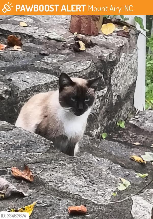 Found/Stray Female Cat last seen SkyView Lane Mount Airy NC, Mount Airy, NC 27030