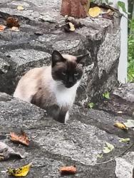 Found/Stray Female Cat last seen SkyView Lane Mount Airy NC, Mount Airy, NC 27030
