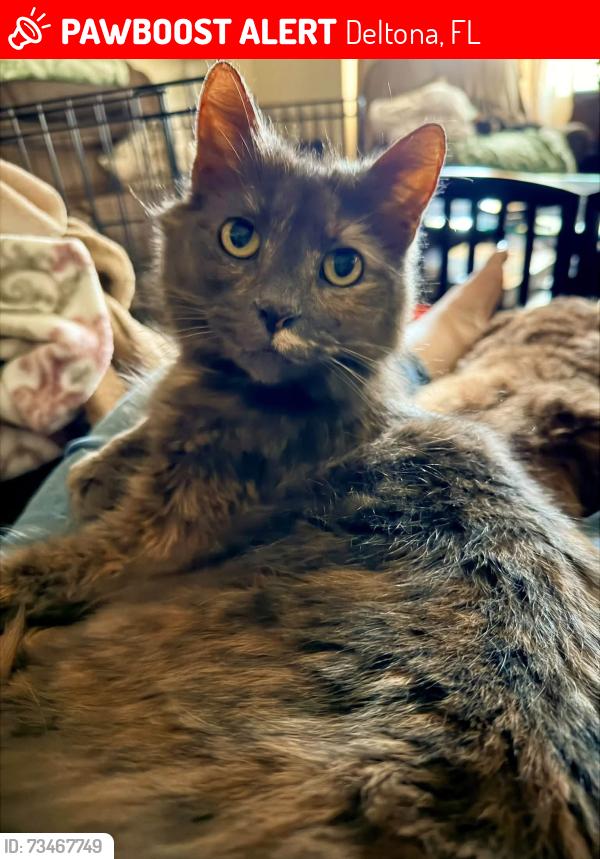 Lost Female Cat last seen Courtland blvd, Deltona, FL 32738