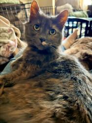 Lost Female Cat last seen Courtland blvd, Deltona, FL 32738