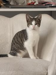 Found/Stray Male Cat last seen wrens nest area, West Midlands, England 