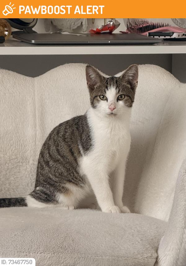 Found/Stray Male Cat last seen wrens nest area, West Midlands, England 