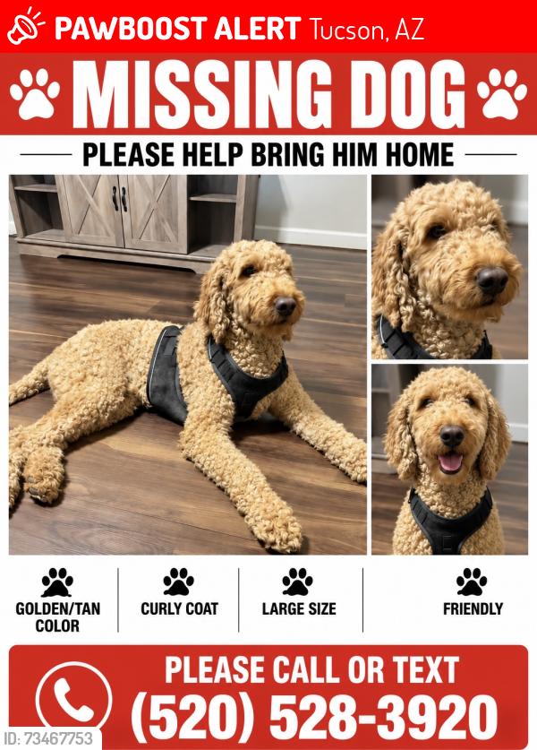 Lost Male Dog last seen Park and Irvington, Tucson, AZ 85706