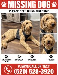 Lost Male Dog last seen Park and Irvington, Tucson, AZ 85706