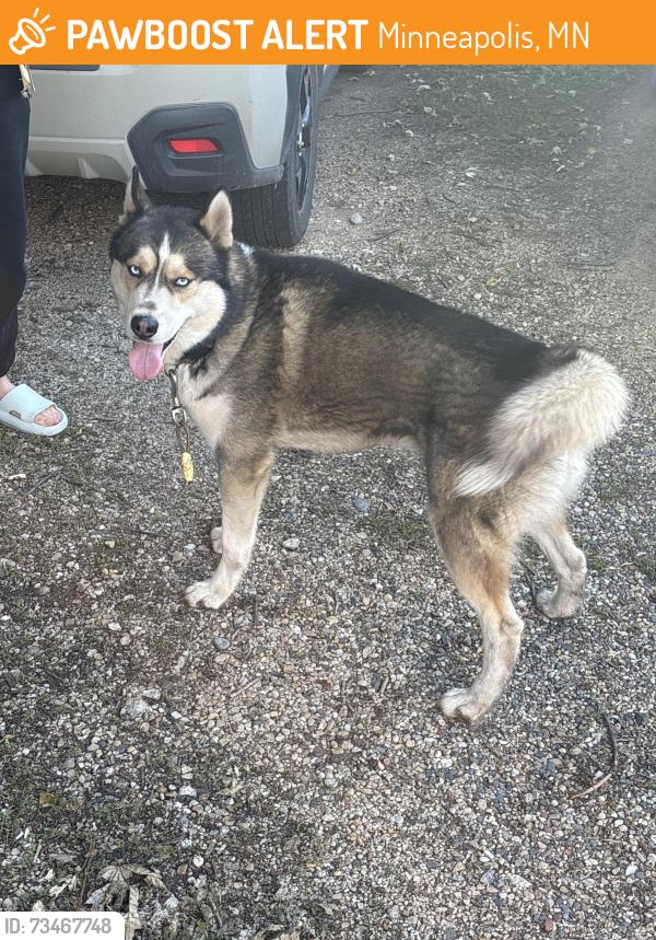 Found/Stray Male Dog last seen Nearby Address: 2118 Glenwood Ave, Minneapolis, MN 55405, Minneapolis, MN 55405