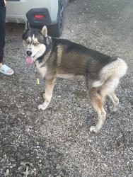 Found/Stray Male Dog last seen Nearby Address: 2118 Glenwood Ave, Minneapolis, MN 55405, Minneapolis, MN 55405