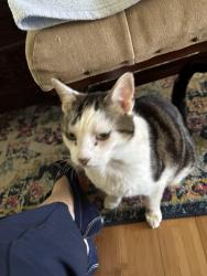 Found/Stray Male Cat last seen 67th and Robinhood. Behind Meijer, Anderson, IN 46013