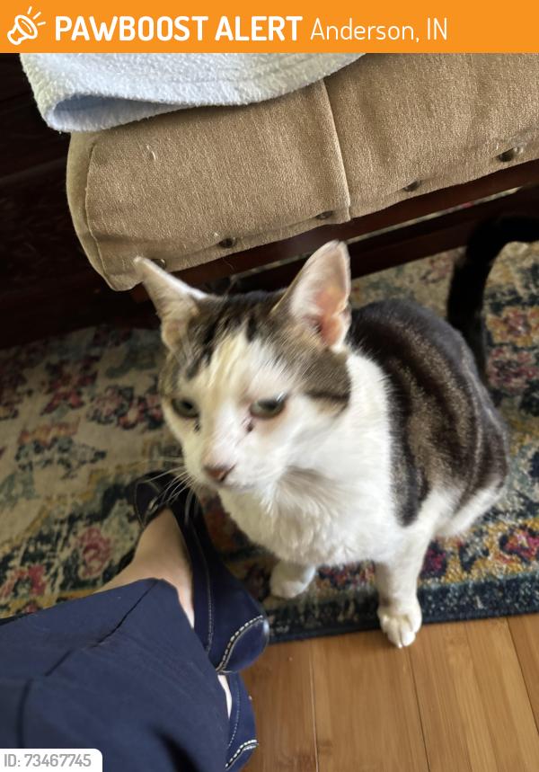 Found/Stray Male Cat last seen 67th and Robinhood. Behind Meijer, Anderson, IN 46013
