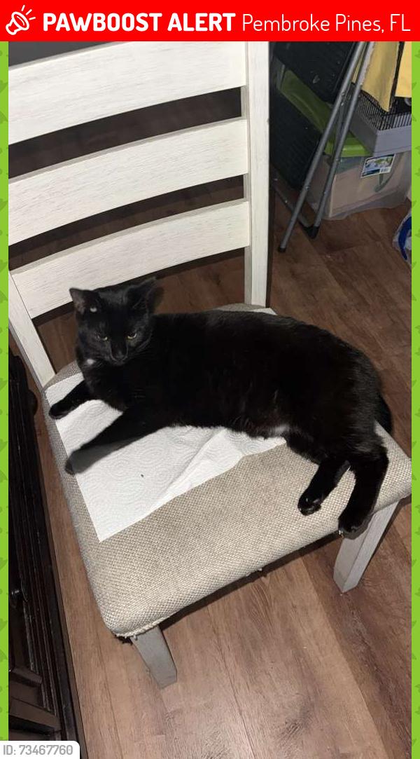 Lost Female Cat last seen Pines bldv, Pembroke Pines, FL 33028