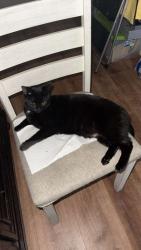 Lost Female Cat last seen Pines bldv, Pembroke Pines, FL 33028