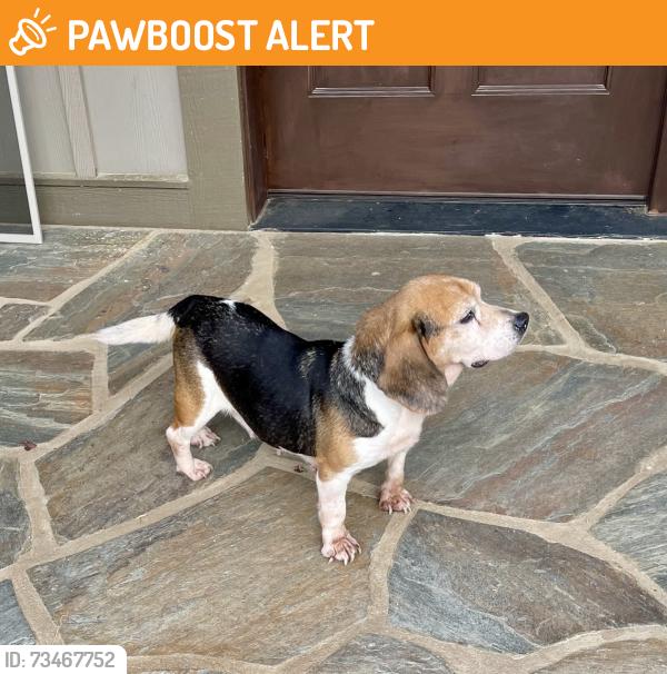 Found/Stray Female Dog last seen Patterson Rd and Hendersonville Rd, Henderson County, NC 28739