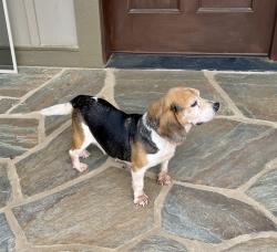 Found/Stray Female Dog last seen Patterson Rd and Hendersonville Rd, Henderson County, NC 28739
