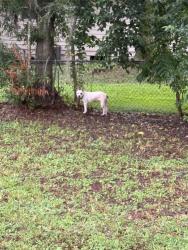 Found/Stray Unknown Dog last seen Jammes and Arthur Durham, Jacksonville, FL 32210