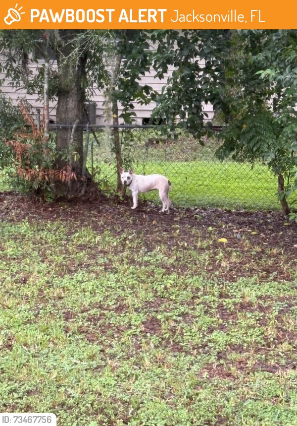 Found/Stray Unknown Dog last seen Jammes and Arthur Durham, Jacksonville, FL 32210