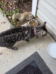 Found/Stray Female Cat last seen Jenny Ann Dr. & Pech dr, Charlotte, NC 28216