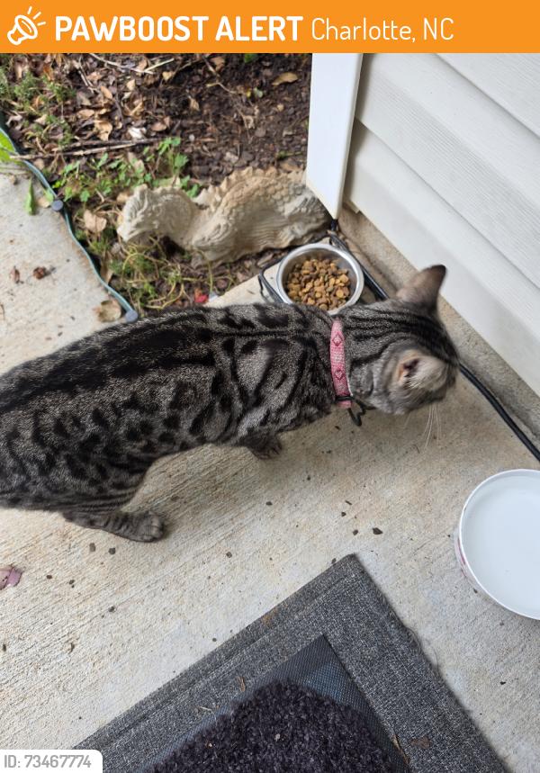 Found/Stray Female Cat last seen Jenny Ann Dr. & Pech dr, Charlotte, NC 28216