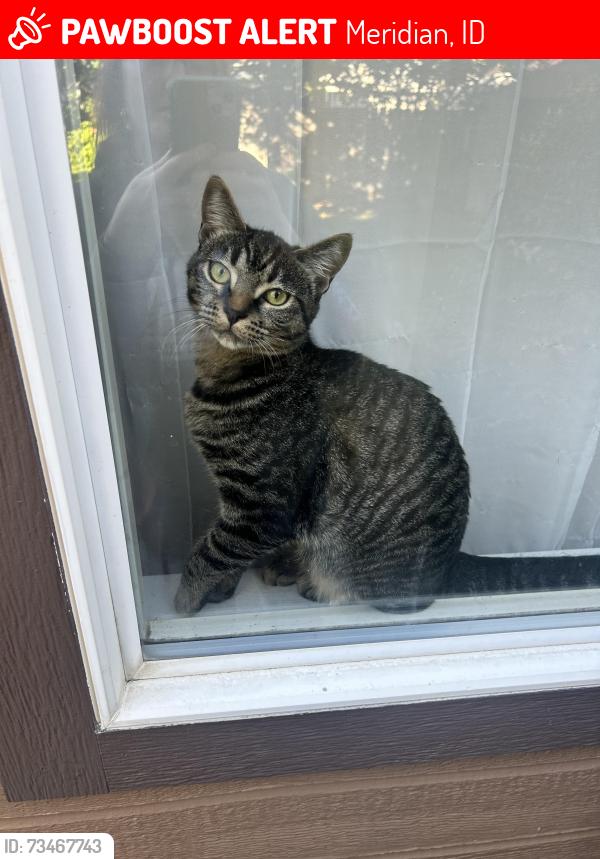 Lost Female Cat last seen N Silver Elm Way and W Tango Creek Drive, behind Willow Creek Elementary, Meridian, ID 83646