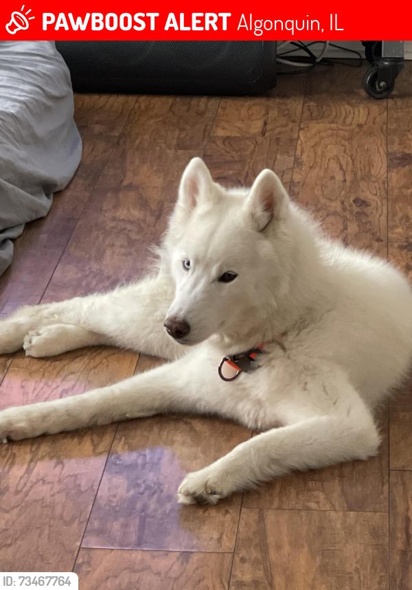 Lost Female Dog last seen Pioneer park, Algonquin, IL 60102