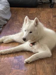 Lost Female Dog last seen Pioneer park, Algonquin, IL 60102