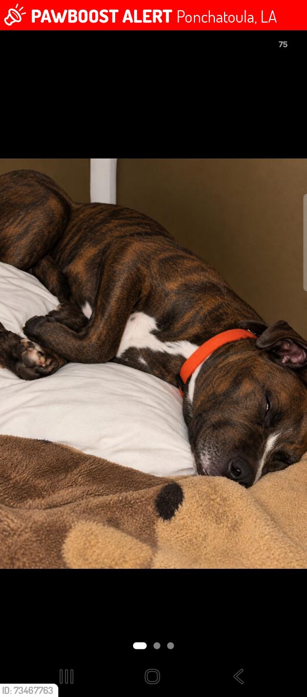 Lost Male Dog last seen Behind Doo's store, Ponchatoula, LA 70454