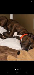 Lost Male Dog last seen Behind Doo's store, Ponchatoula, LA 70454