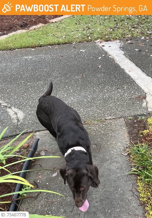 Found/Stray Unknown Dog last seen Friendship Church Road and wilderness Drive, Powder Springs, GA 30127