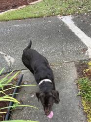 Found/Stray Unknown Dog last seen Friendship Church Road and wilderness Drive, Powder Springs, GA 30127
