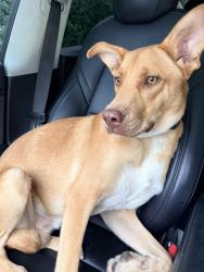Found/Stray Male Dog last seen Harmony School of Excellence - Sugarland, Sugar Land, TX 77478