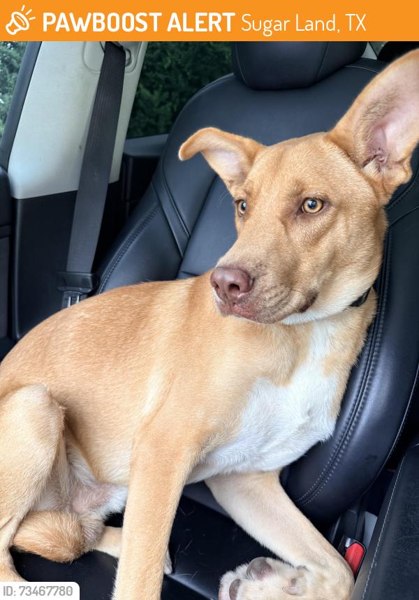 Found/Stray Male Dog last seen Harmony School of Excellence - Sugarland, Sugar Land, TX 77478