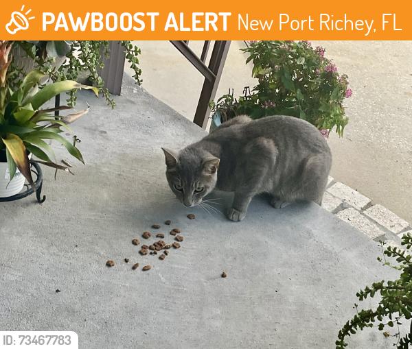 Found/Stray Male Cat last seen Congress St. and Louisiana Ave., New Port Richey, FL 34653