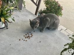 Found/Stray Male Cat last seen Congress St. and Louisiana Ave., New Port Richey, FL 34653
